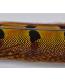 1 PAIR RINGNECK TAIL FEATHERS - Golden Yellow